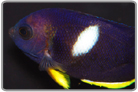 Keyhole Angelfish